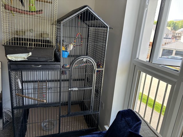 Preview of the first image of Female , male cockatiels.