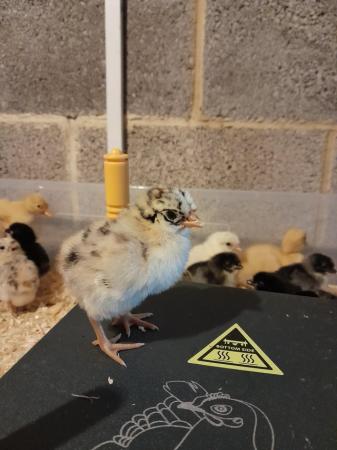 Image 2 of Day old chicks from a mixed flock
