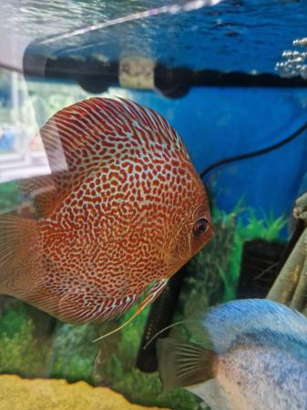 Image 5 of Stunning Stendker Discus for sale