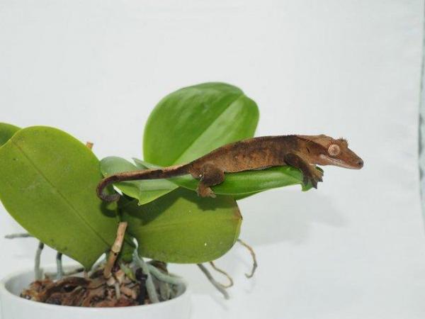 Image 5 of Crested Gecko Juvenile Male - Red Dalmatian