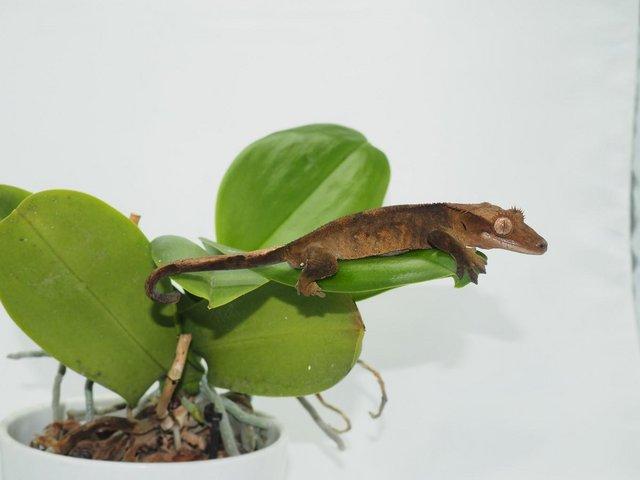 Preview of the first image of Crested Gecko Juvenile Male - Red Dalmatian.