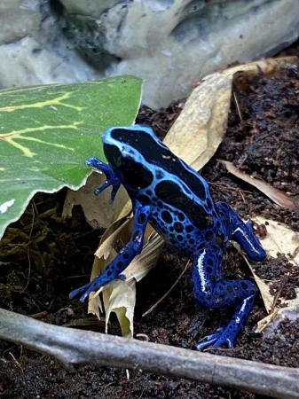 Image 2 of Blue dart frogs (D. tinctorius) “Blue sipaliwini” £85 Each