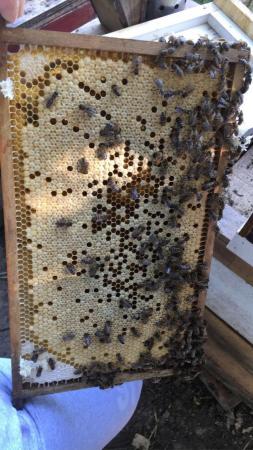Image 30 of Overwintered Bee Nucs on five frames