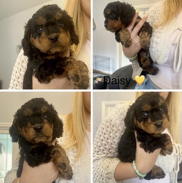Preview of the first image of Absolutely beautiful F1B cockerpoo cockapoo phantom.