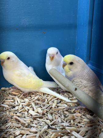 Image 3 of Beautiful baby budgies, stunning colours