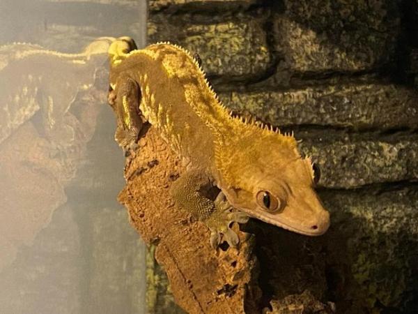 Image 6 of Crested Gecko w/ Exo Terra 45x45x60cm (18x18x24")