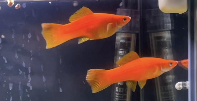 Image 2 of Flaming Red Giant Molly Fry £1 Each