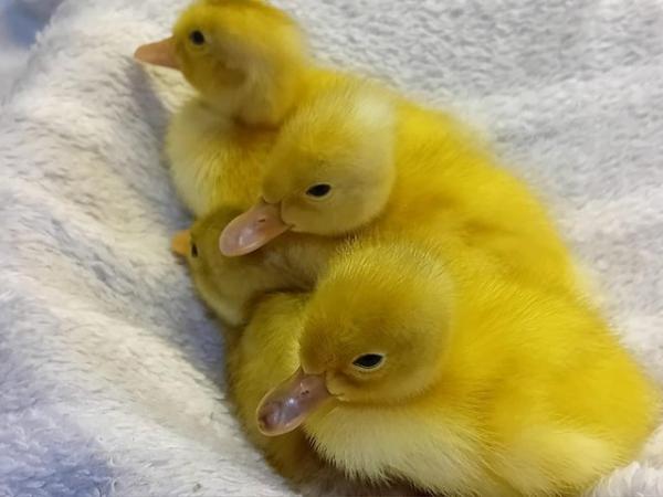 Image 2 of Ducklings & HATCHING EGGS of Indian Runner Ducks for Sale