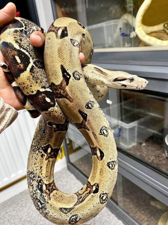 Image 2 of Adult Boa Constrictor Pair for sale