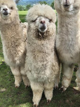 Image 4 of ENTIRE ALPACA 7 MONTHS OLD