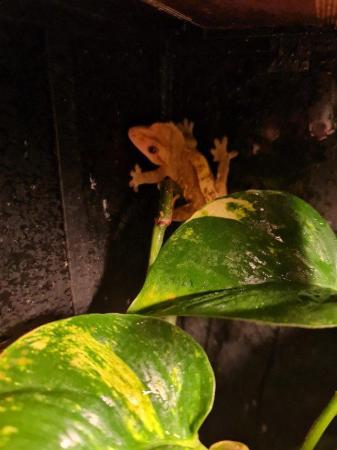 Image 3 of Crested Gecko Breeding Pair and Set Up
