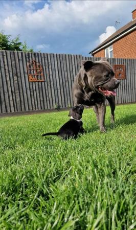 Image 7 of Staffy Cross Puppies - nearly ready to leave