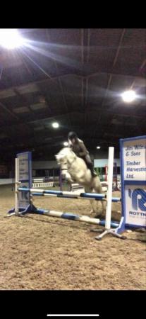 Image 1 of 12’2 pony for sale 11yrs old