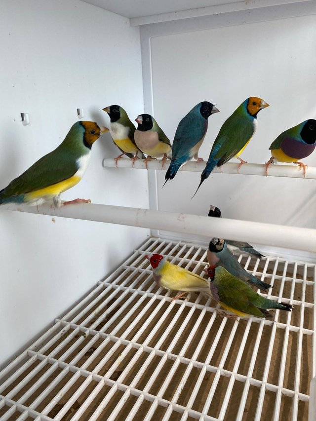 Preview of the first image of Cherry finches and gouldians.