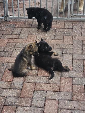 Image 5 of 9 german shepherd puppies
