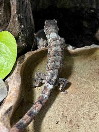 Image 2 of Mossy Gecko juvenile for sale