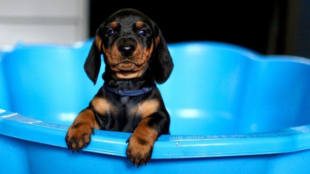 Image 24 of Strong and Healthy Dachshunds