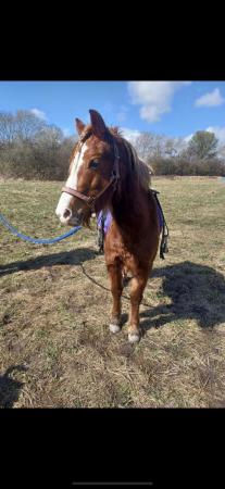 Image 3 of Chestnut Mare 6yrs companion/summer project very sweet pony