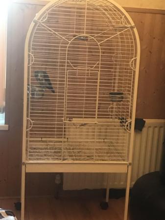 Image 6 of African grey brilliant talker inc cage toys