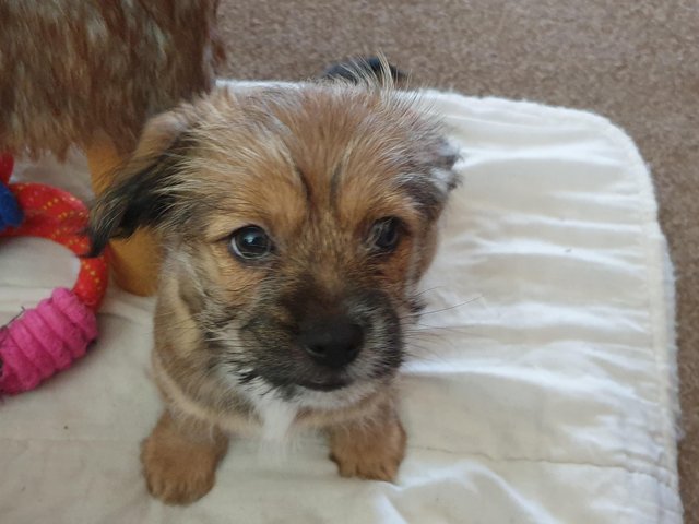 Preview of the first image of READY NOW 9 weeks old Reggie..