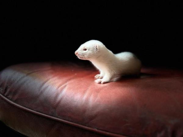 Image 4 of Ferret kits for sale 1 albino hob 2 polecat Jill’s