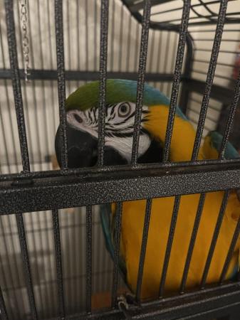 Image 5 of RESERVED Male Tame And Talking Blue And Gold Macaw