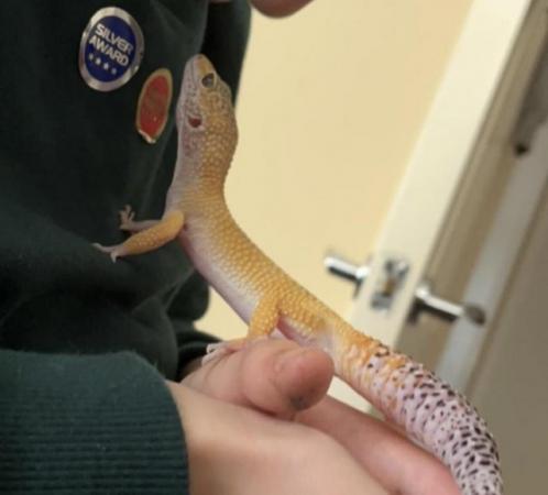 Image 2 of High yellow male Leopard Gecko & set up