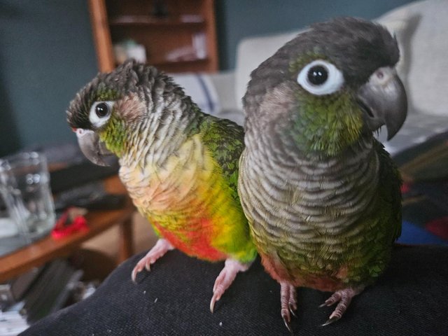 Preview of the first image of Green Cheek Conures Max & Rosie.