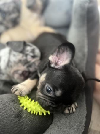 Image 14 of 8 week old French Bulldog boys ready for loving home