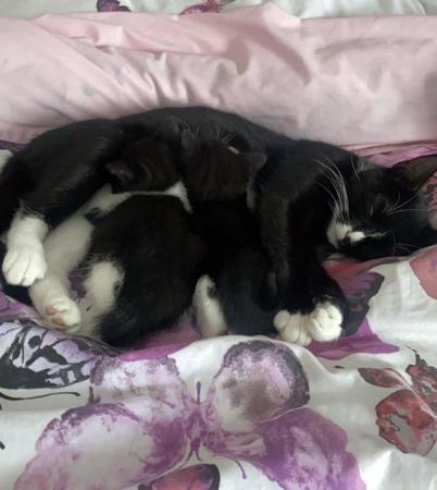 Image 6 of 2 Loving kittens for sale