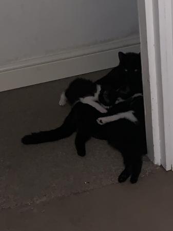 Image 4 of Kittens for sale black and white and full black