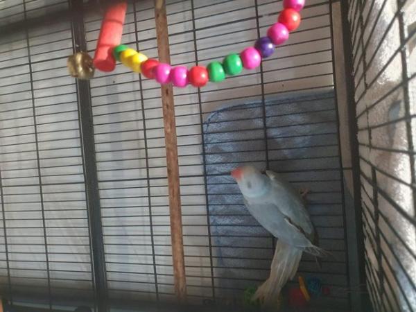 Image 5 of Adorable Baby Blue Parrot for Sale!