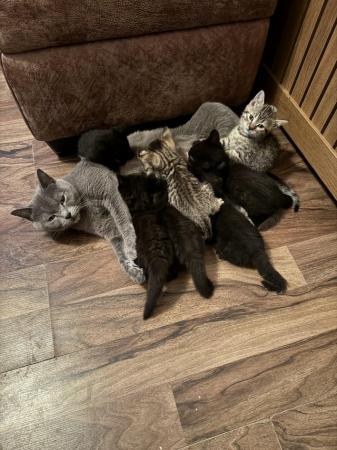 Image 7 of Reduced British shorthair X Tabby kittens, last one