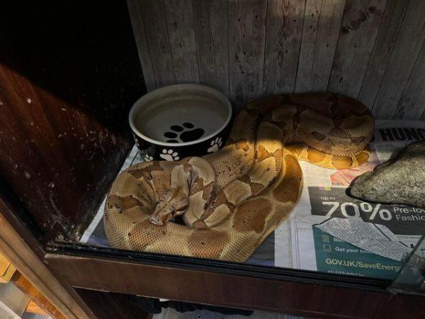 Image 2 of PRICE DROP adult Boa constrictor morphs for sale