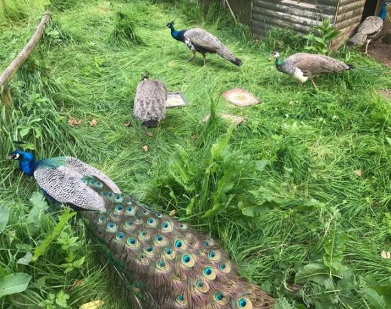 Image 1 of Peacocks Peahens Peafowl for sale. Peacock Peanen 1yr old