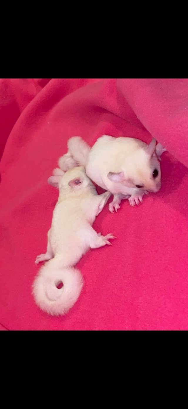 Preview of the first image of Sugar glider leucistic joey for sale.