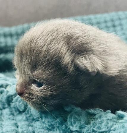 Image 5 of 2 week old pure breed male kitten