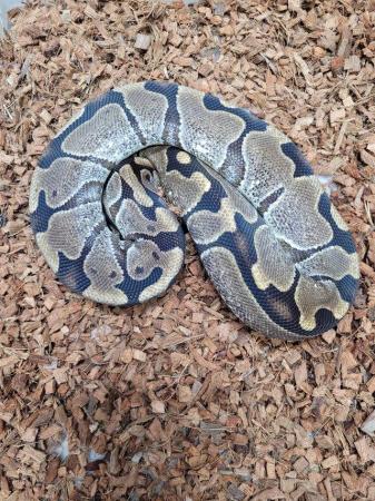 Image 7 of Various royal pythons, pied , mojave , pastel , het russo