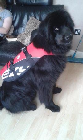Image 2 of Ezydog water harness for extra large dog