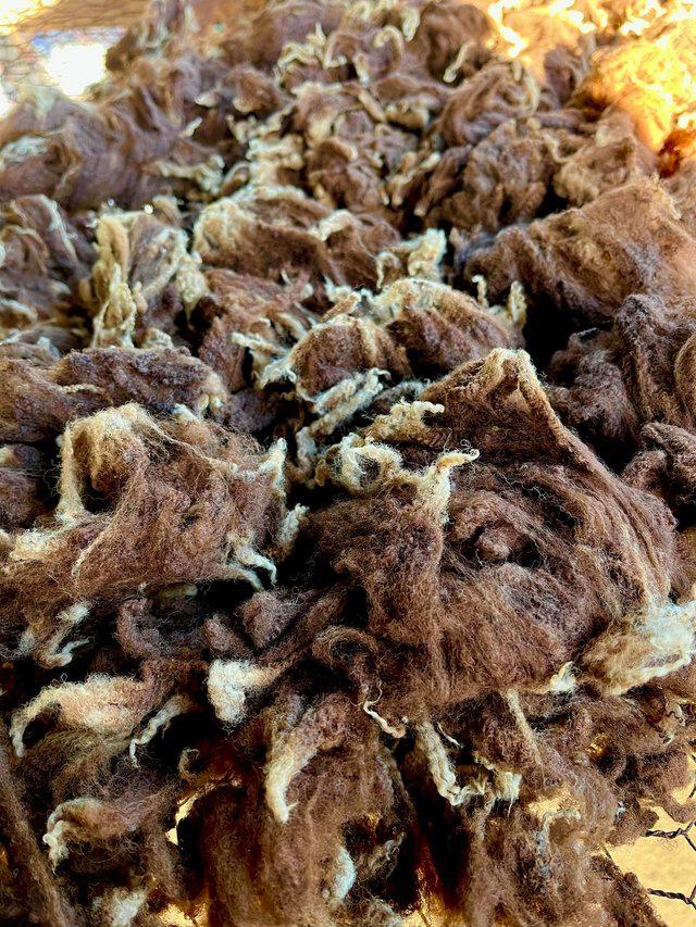 Preview of the first image of Shetland raw wool fleeces various colours.