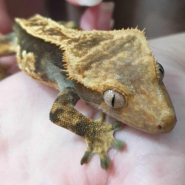Preview of the first image of CB23 juvenile male crested gecko.