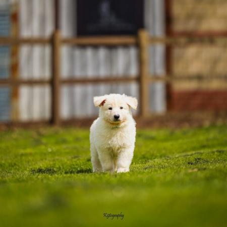 Image 11 of White GSD Puppies for sale