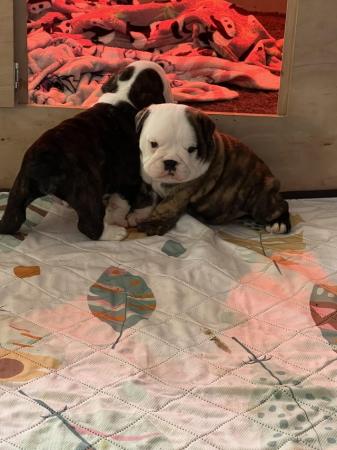 Image 12 of READY TO LEAVE NOW!!!! Stunning British bulldogs