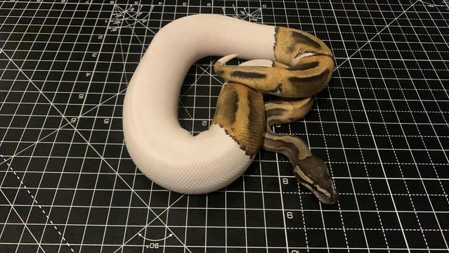 Image 3 of 2023 Male Ghi Pied (leopard) Ball Python Royal Snake