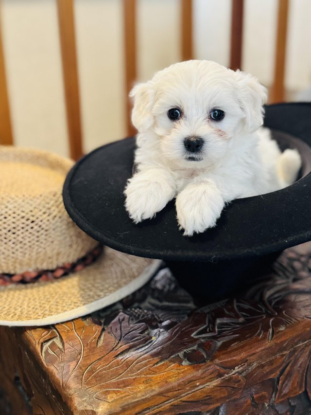 Preview of the first image of Pure breed small Maltese puppies.
