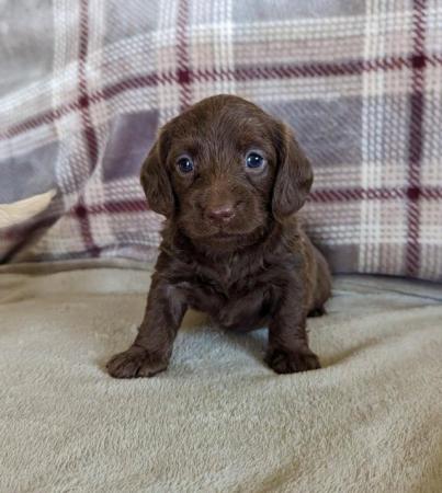 Image 3 of Dachshund x poodle puppies