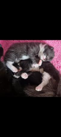 Image 6 of Beautiful fluffy kittens