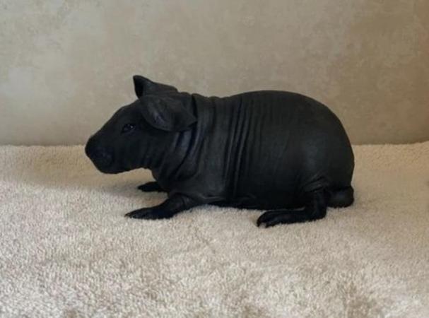 Image 3 of Baby skinny pigs for sale