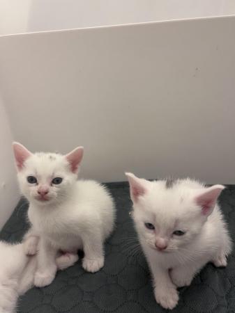 Image 5 of Turkish Angora kittens waiting for their new homes