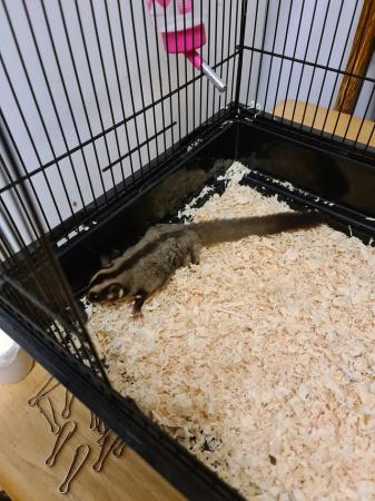 Image 6 of Breeding pair of sugar gliders and cage